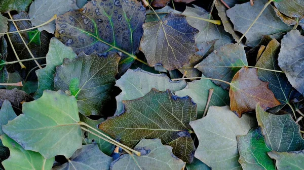 Folhas Plantas Outono Fundo Brilhante Folha Para Projeto — Fotografia de Stock