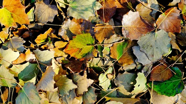 Foglie Piante Nella Caduta Luminoso Sfondo Foglio Design — Foto Stock