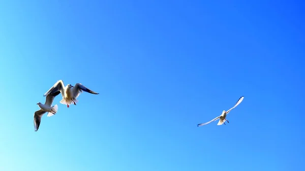 Чайки Тлі Блакитного Неба — стокове фото