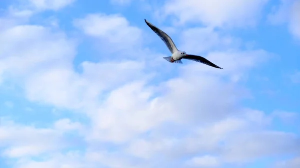 Gabbiani Uno Sfondo Cielo Blu — Foto Stock