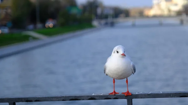 Riviermeeuw Brug Het Stadskanaal — Stockfoto