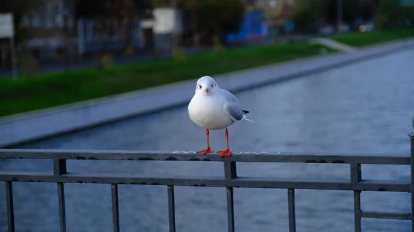 Mouette Rivière Sur Pont Sur Canal Ville — Photo