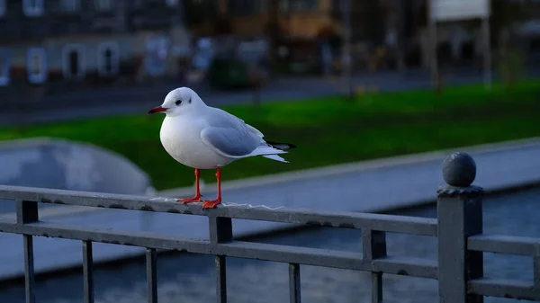 River Gull Bridge City Canal — Stock Photo, Image