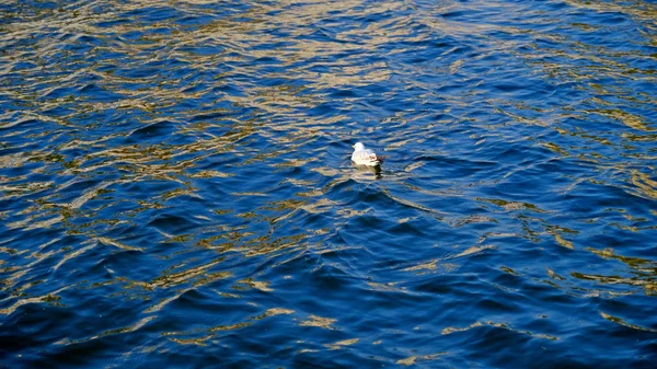 Gabbiani Fluviali Sulla Superficie Dell Acqua Del Canale Cittadino — Foto Stock