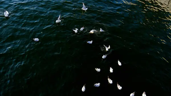 Gabbiani Fluviali Sulla Superficie Dell Acqua Del Canale Cittadino — Foto Stock