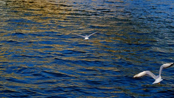 運河の水面上の川のカモメ — ストック写真