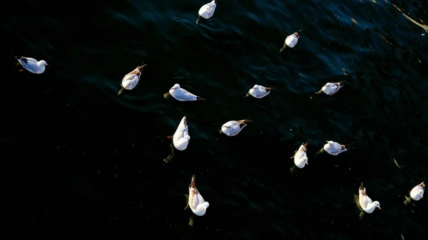 Gabbiani Fluviali Sulla Superficie Dell Acqua Del Canale Cittadino — Foto Stock