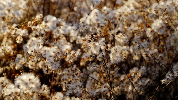 Větve Keře Nadýchanými Semínky — Stock fotografie