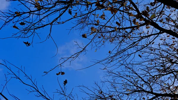 Jesienią Gałęzie Drzew Bez Liści Park Miejski Głębokie Niebo — Zdjęcie stockowe
