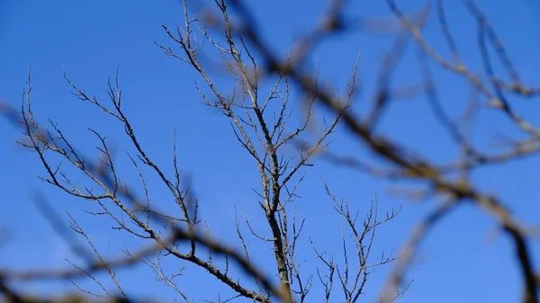 Jesienią Gałęzie Drzew Bez Liści Park Miejski Głębokie Niebo — Zdjęcie stockowe