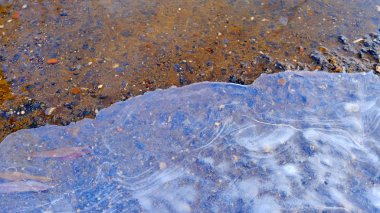 Ormandaki gölün üzerindeki ince buz. Buzun altındaki ağaçların yaprakları