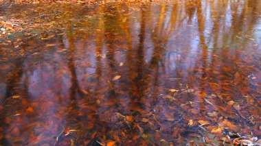 Ormandaki gölün üzerindeki ince buz. Buzun altındaki ağaçların yaprakları