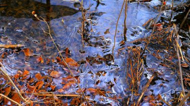 Ormandaki gölün üzerindeki ince buz. Buzun altındaki ağaçların yaprakları