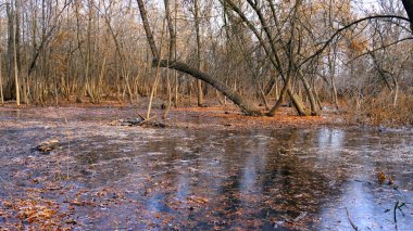 Ormandaki gölün üzerindeki ince buz. Buzun altındaki ağaçların yaprakları