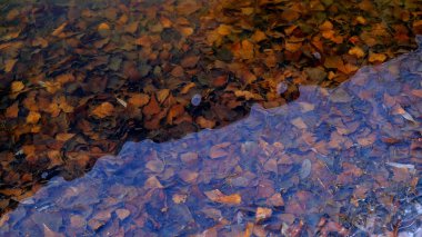 Ormandaki gölün üzerindeki ince buz. Buzun altındaki ağaçların yaprakları
