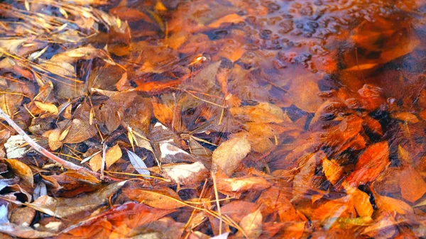 森の中の湖の上に薄い氷 氷の下の木の落ち葉 — ストック写真