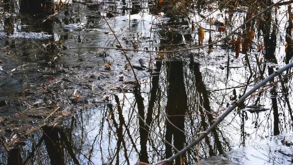 Glace Mince Sur Lac Dans Forêt Feuilles Tombées Arbres Sous — Photo