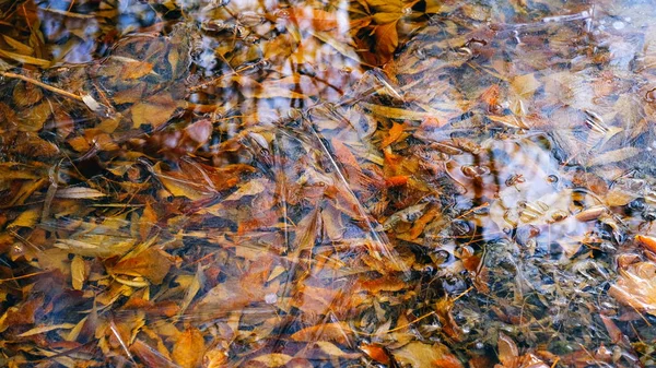 Tenký Led Jezeře Lese Padlé Listy Stromů Pod Ledem — Stock fotografie