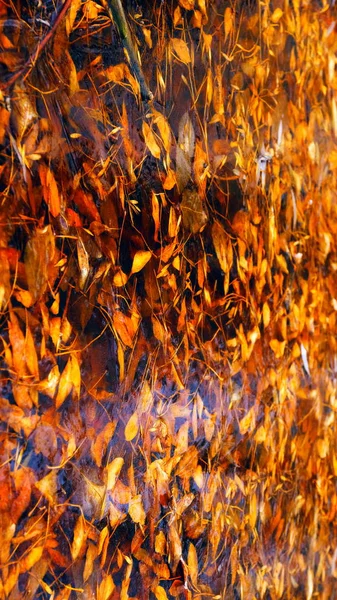 Glace Mince Sur Lac Dans Forêt Feuilles Tombées Arbres Sous — Photo