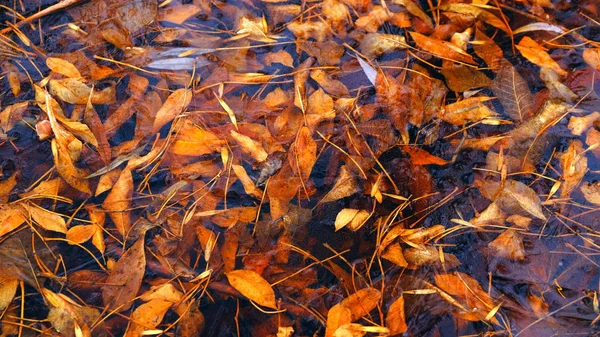 Glace Mince Sur Lac Dans Forêt Feuilles Tombées Arbres Sous — Photo
