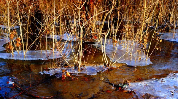 Glace Mince Sur Lac Dans Forêt Feuilles Tombées Arbres Sous — Photo