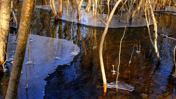 Gelo Fino Lago Floresta Folhas Caídas Árvores Sob Gelo — Fotografia de Stock