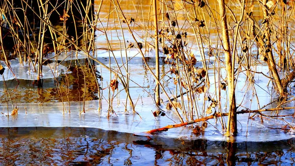 Glace Mince Sur Lac Dans Forêt Feuilles Tombées Arbres Sous — Photo