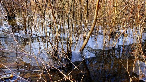 森の中の湖の上に薄い氷 氷の下の木の落ち葉 — ストック写真