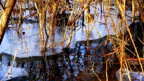 Gelo Fino Lago Floresta Folhas Caídas Árvores Sob Gelo — Fotografia de Stock