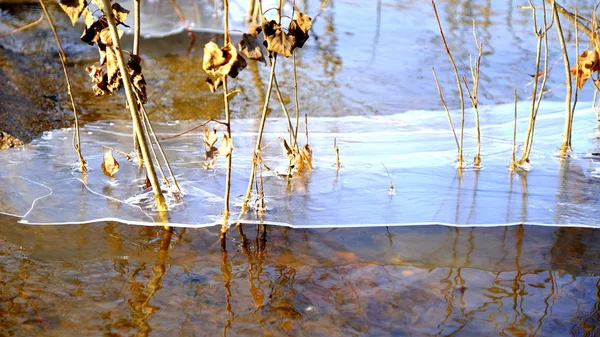 Gelo Fino Lago Floresta Folhas Caídas Árvores Sob Gelo — Fotografia de Stock