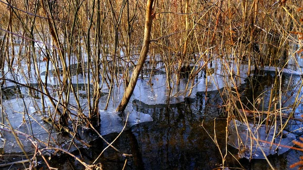 Тонкий Лед Озере Лесу Падшие Листья Деревьев Льдом — стоковое фото