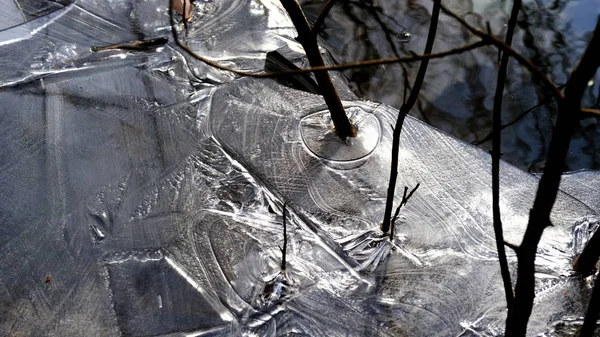 Tenký Led Jezeře Lese Padlé Listy Stromů Pod Ledem — Stock fotografie