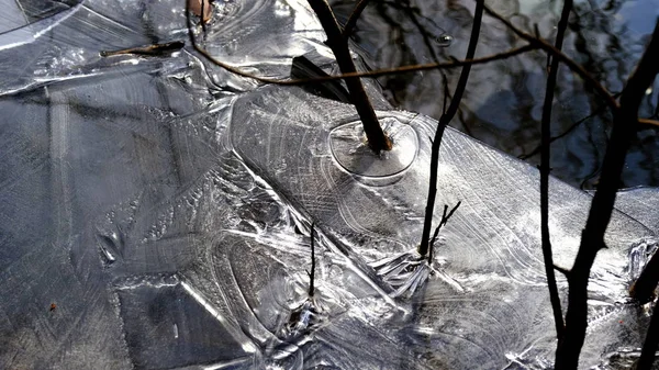 森の中の湖の上に薄い氷 氷の下の木の落ち葉 — ストック写真