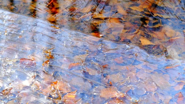 Gelo Fino Lago Floresta Folhas Caídas Árvores Sob Gelo — Fotografia de Stock