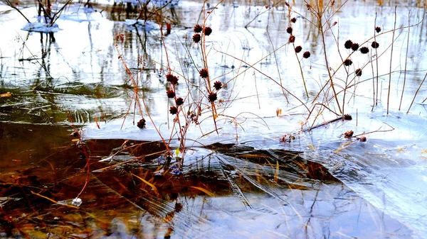 Ghiaccio Sottile Sul Lago Nella Foresta Foglie Cadute Alberi Sotto — Foto Stock