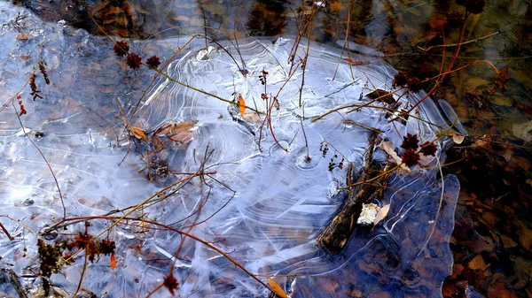 Tenký Led Jezeře Lese Padlé Listy Stromů Pod Ledem — Stock fotografie