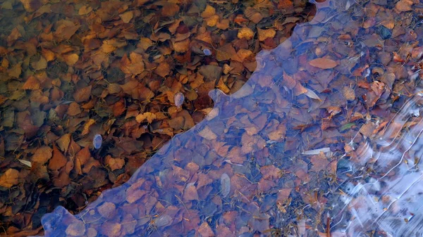 Vékony Jég Tavon Erdőben Fák Lehullott Levelei Jég Alatt — Stock Fotó