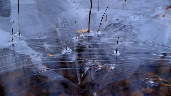 Λεπτός Πάγος Στη Λίμνη Στο Δάσος Πεσμένα Φύλλα Δέντρων Κάτω — Φωτογραφία Αρχείου