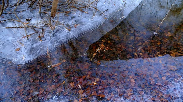 Gelo Fino Lago Floresta Folhas Caídas Árvores Sob Gelo — Fotografia de Stock