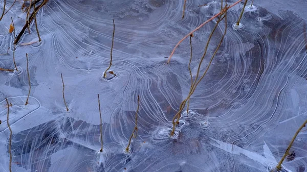 Hielo Fino Lago Bosque Hojas Caídas Árboles Bajo Hielo —  Fotos de Stock