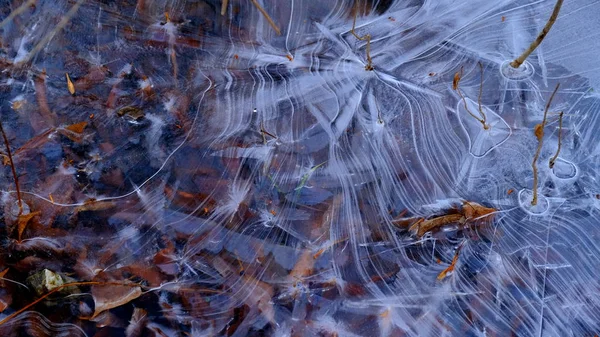 Tenký Led Jezeře Lese Padlé Listy Stromů Pod Ledem — Stock fotografie