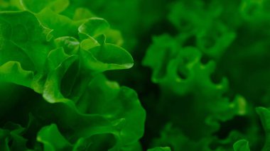 Yeşil yapraklı salata. Vejetaryen yemeği.