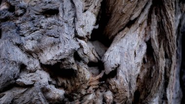 Ahşap dokular. Tahtalardan nesneler. Tasarım için arka plan ahşap arka plan