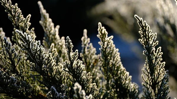 植物的枝干被冻土覆盖着 一月的植物 你设计的冬季背景 — 图库照片