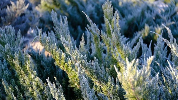 植物的枝干被冻土覆盖着 一月的植物 你设计的冬季背景 — 图库照片
