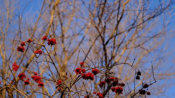 Branches Plants Covered Hoarfrost Plants January Winter Background Your Design — Stock Photo, Image