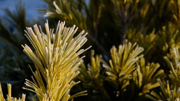 植物の枝は霜で覆われています 1月の植物 デザインの冬の背景 — ストック写真