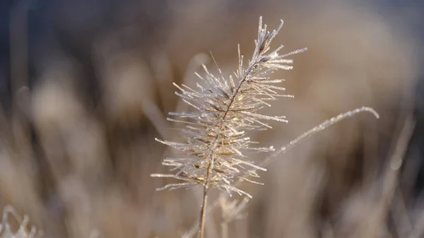 Κλαδιά Των Φυτών Καλύπτονται Παγωνιά Φυτά Τον Ιανουάριο Χειμερινό Φόντο — Φωτογραφία Αρχείου