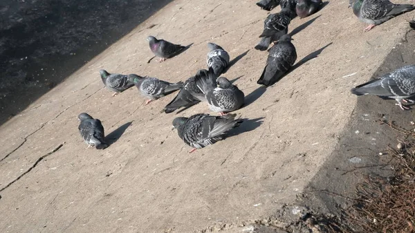 市区的灰鸽 — 图库照片
