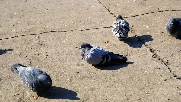 Pigeons Gris Dans Zone Urbaine — Photo